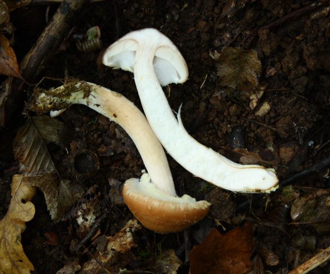 Armillaria gallica?